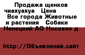 Продажа щенков чиахуахуа › Цена ­ 12 000 - Все города Животные и растения » Собаки   . Ненецкий АО,Носовая д.